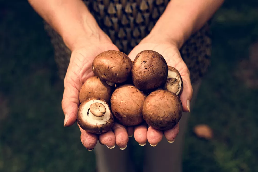 How to Set Up A Low Tech Mushroom Farm In Your Backyard
