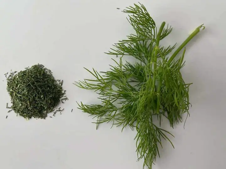 Fresh and Dried Dill