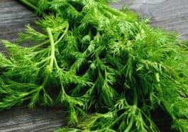 What to do with Dill