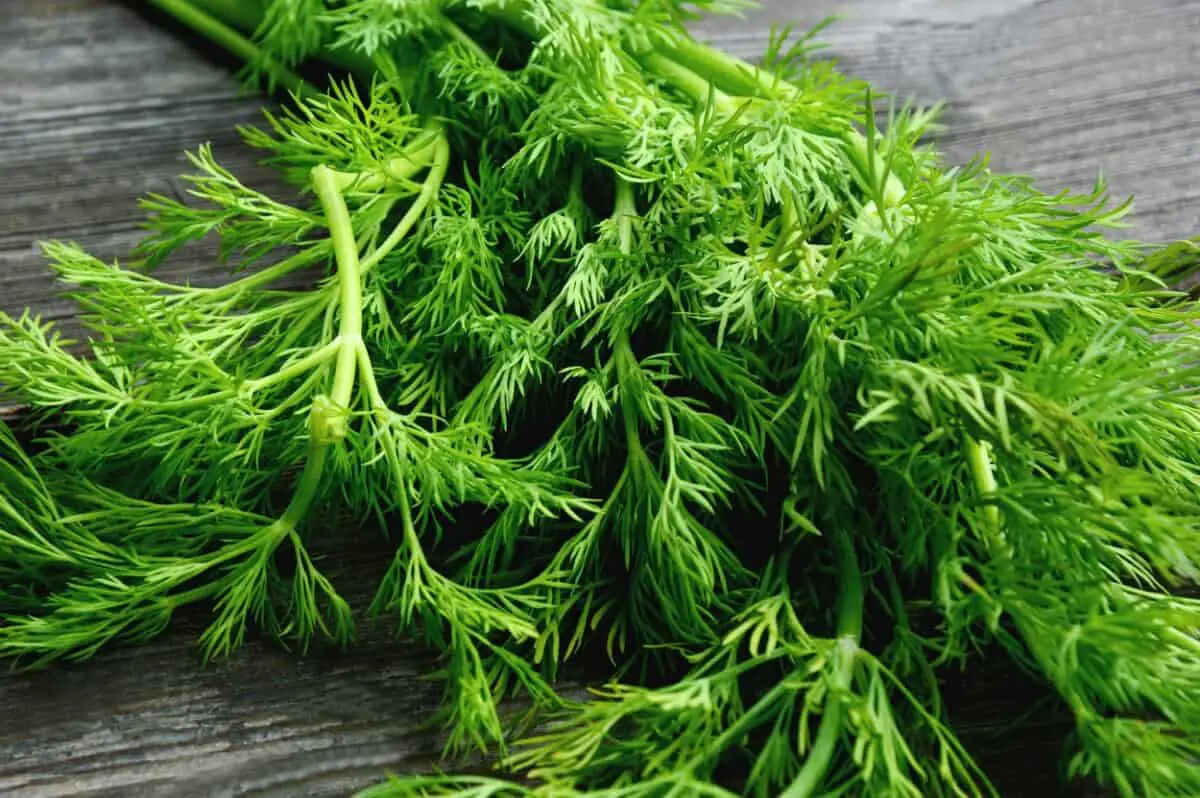 What to do with Dill