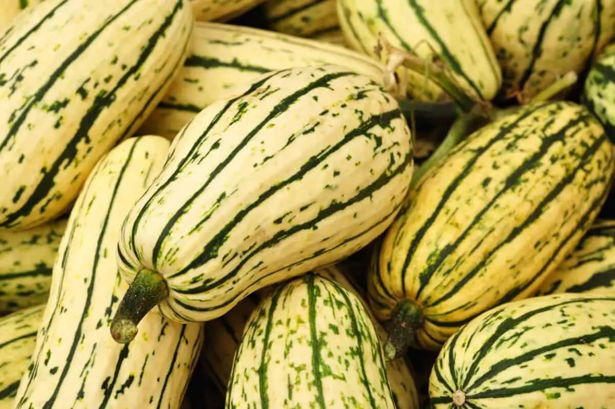 How to Cook Delicata Squash