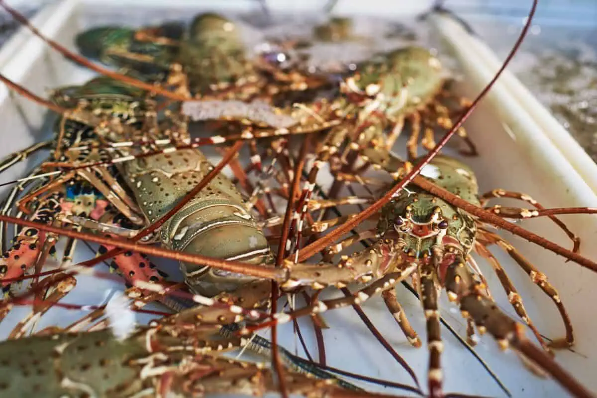 How to Cook a Live Lobster at Home