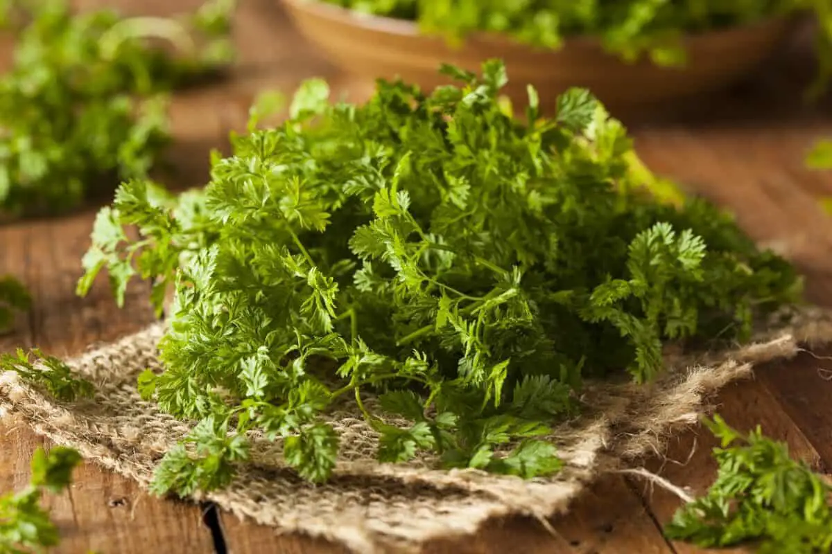 Aromatic Herb Used in Soups and Salads