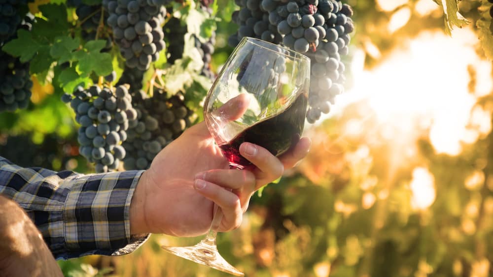 Compelling Reasons To Choose Organic Wine