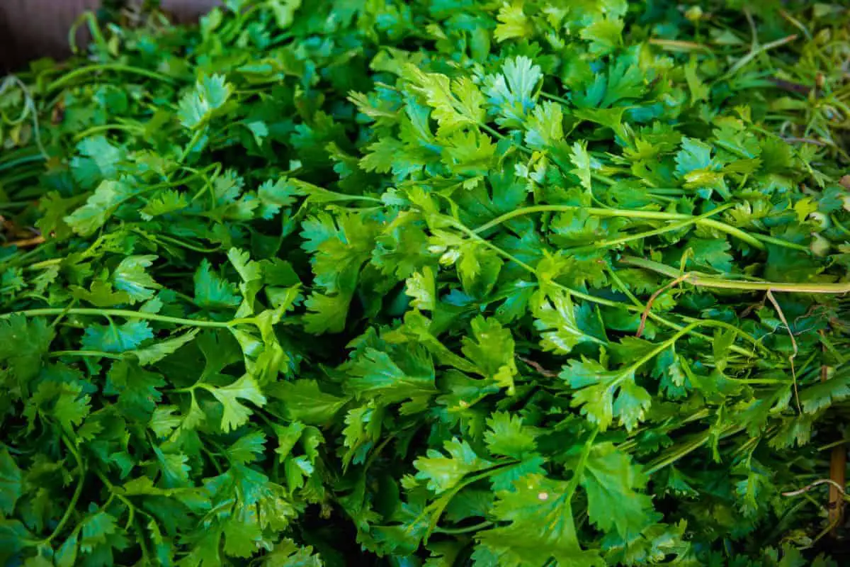 Fresh Cilantro